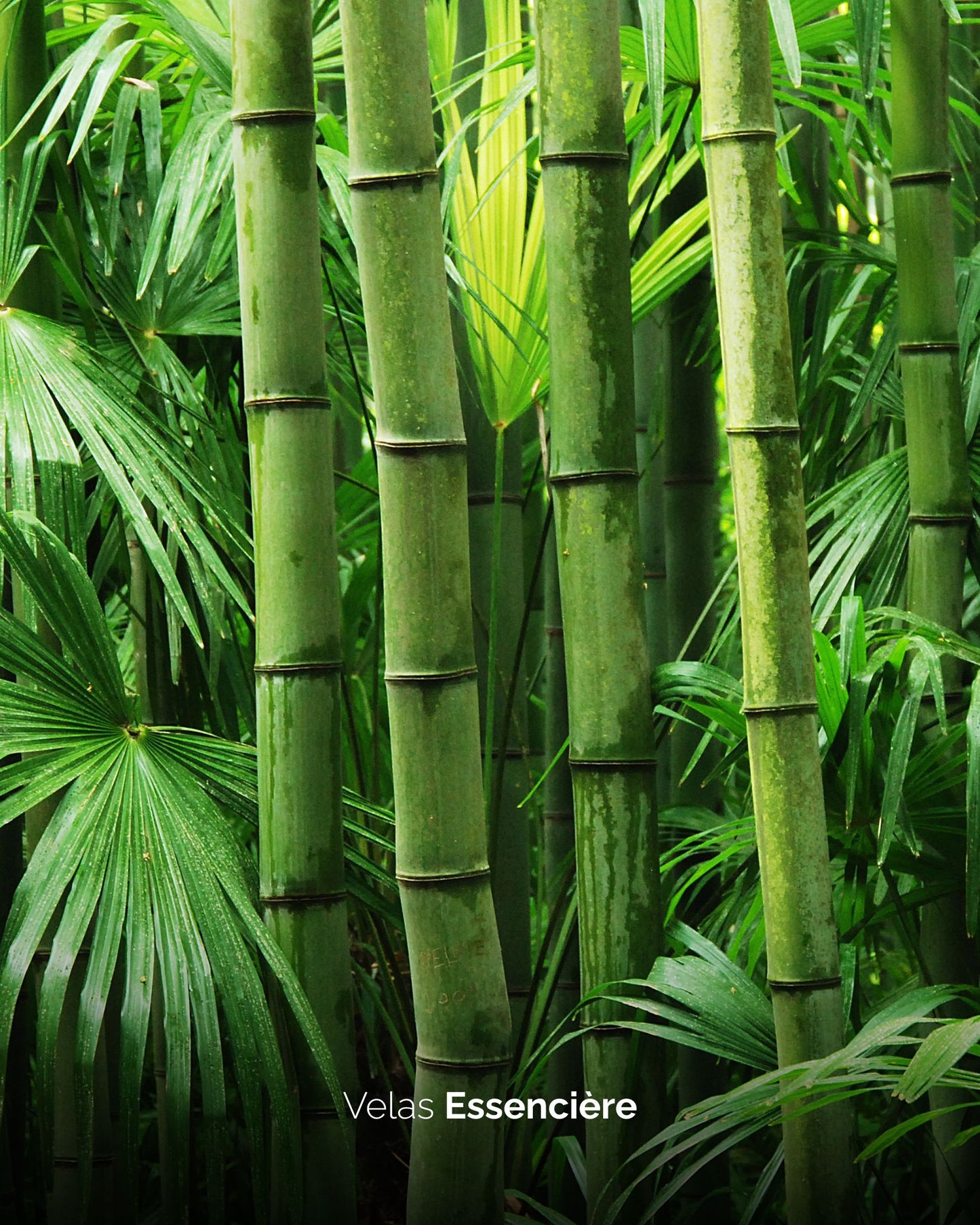 Vela Bambu & Alecrim | 90G