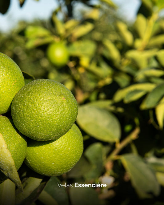 Vela Citrus Verbena | 90G