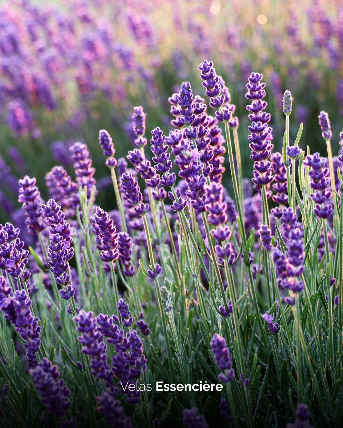 Vela Lavanda Francesa | 180G