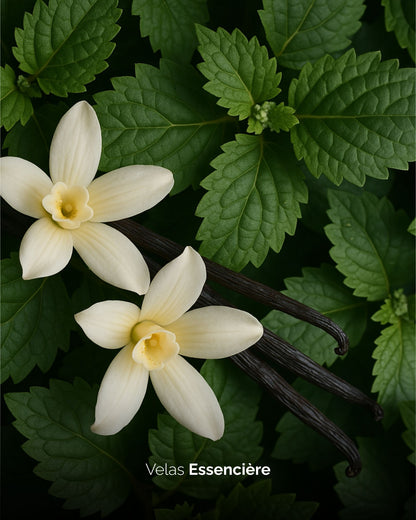 Vela Patchouli Vanilla | 90G